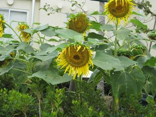 Img_2754_2